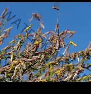 Swarm birds and Locusts - All You Should Know about Locust Invasion