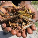 Locusts or Swarm birds Invasion