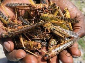 Locusts or Swarm birds Invasion