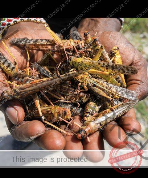 Locusts or Swarm birds Invasion